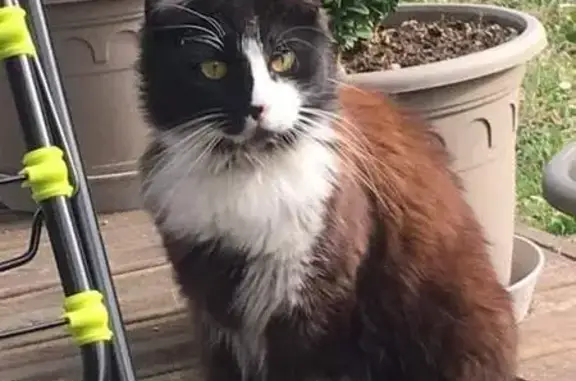 Animaux perdus , photo: Chat noir et blanc perdu à Réparsac