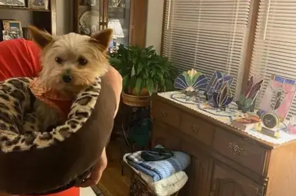 Lost Yorkie in Oshkosh - Call with Sightings!