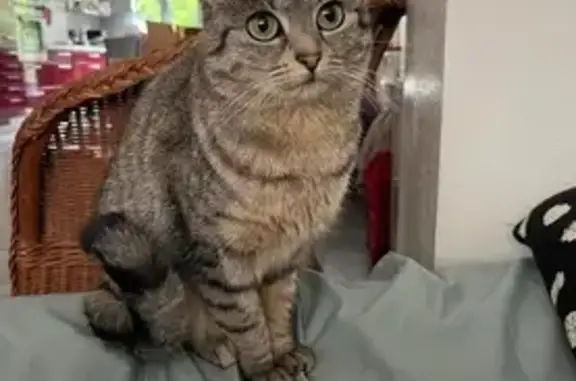 Animaux perdus Lallaing, photo: Chatte européenne tigrée disparue à Lille