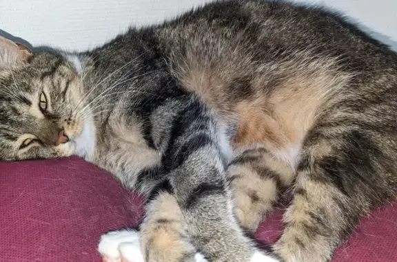 Chatte tigrée Kira perdue à Gévezé - photo