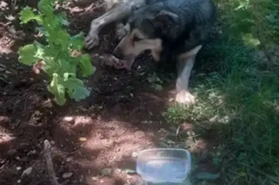 Chien trouvé Sébazac-Concourès, photo: Gros chien gris blessé trouvé à Sébazac