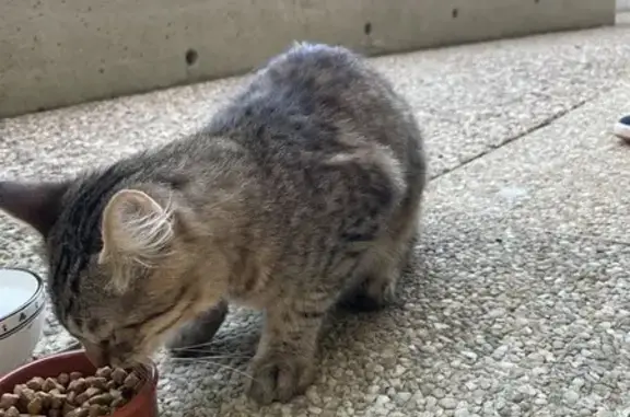 Chat tigré trouvé, très sociable, Rennes - photo