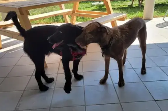 Deux chiens trouvés au bar Le Bivouak, Grenoble - photo
