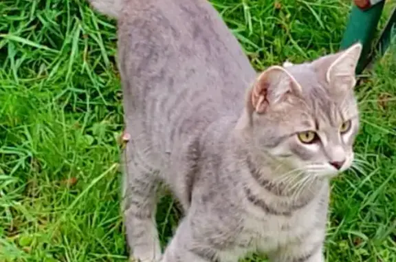 Chat perdu, Plurien, photo: Chat tigré gris clair disparu à Plurien