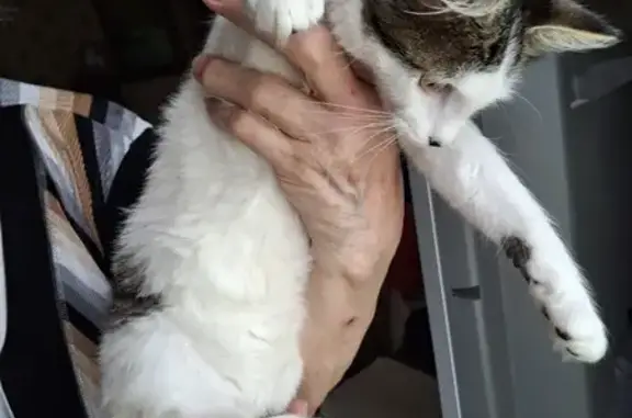 Animaux trouvés Argentan, photo: Chatte câline trouvée, rue des Déportés 6