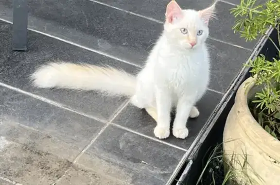 Animaux perdus Toul, photo: Chat blanc disparu à Toul, Rue Elsa Triolet