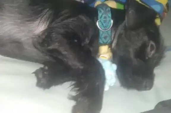 Lost Black Yorkie-Weenie Mix in Pleasanton