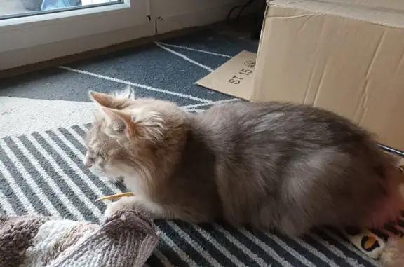 Chat gris cendré/crème perdu à Vence - photo