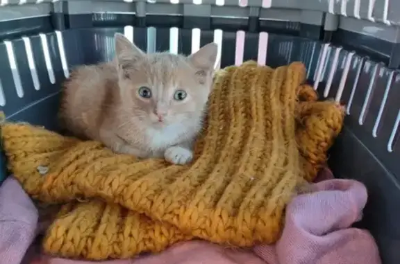 Chaton roux trouvé, cherche famille aimante - photo