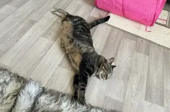 Chat perdu, Ruffec, photo: Chatte stérilisée disparue à Ruffec, rue Boitant