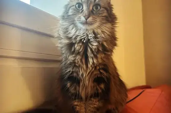 Animaux perdus Vaulx-en-Velin, photo: Chatte disparue à Vaulx-en-Velin, Rue Anatole