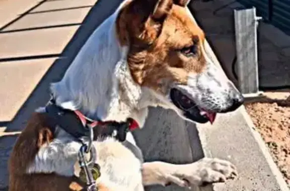 Perro Podenca Perdido en Tarancón: Caramelo y Blanco