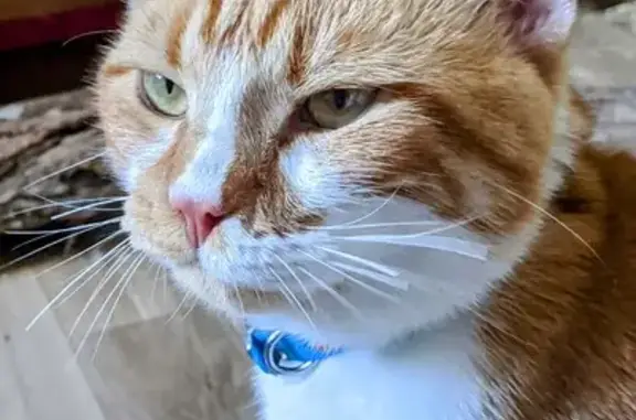 Chat roux et blanc trouvé, collier bleu, Tours - photo
