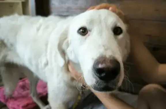 Chienne apeurée trouvée près de Baleone - photo