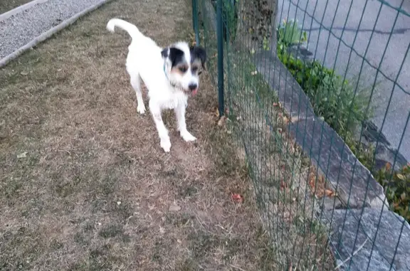 Chien trouvé , photo: Chien errant trouvé à Saint-André-la-Côte