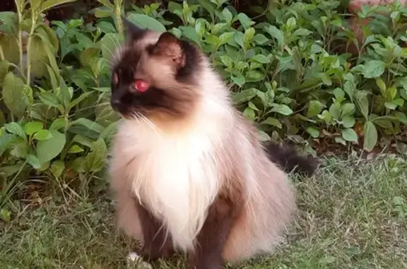 Chat perdu, Valence, photo: Chat aveugle de 15 ans disparu à Valence