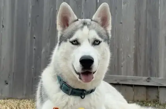 Lost Husky Bruno: White & Gray in Missouri City