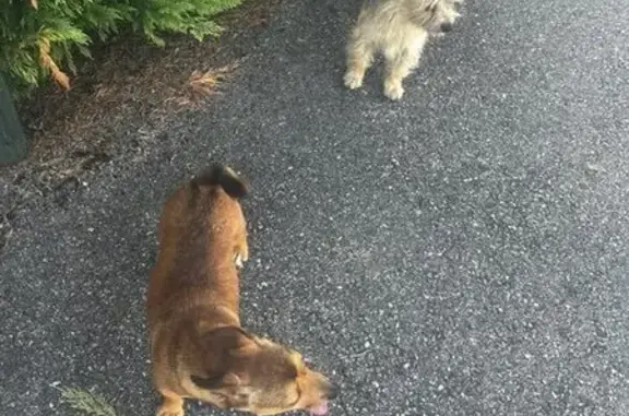 Deux petits chiens trouvés à La Ravoire - photo