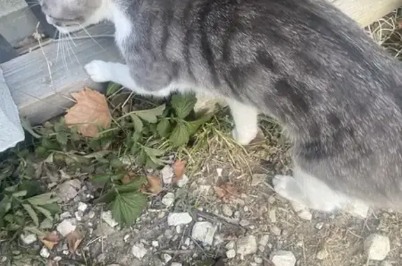 Chat trouvé à Bon-Encontre, rue Michel Alberti - photo
