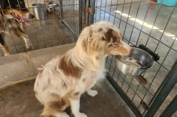 Found: Young Female Merle Aussie, Searcy Hwy