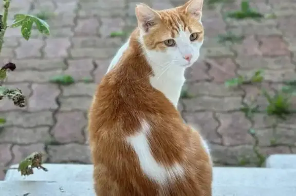 Animaux perdus Reims, photo: Chat roux et blanc disparu à Reims