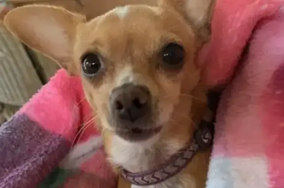 Lost Chihuahua: Female, 6 lbs, San Antonio