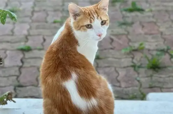 Animaux perdus Reims, photo: Chat roux et blanc perdu à Reims