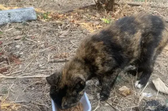 Chatte écaille de tortue trouvée à Nice - photo