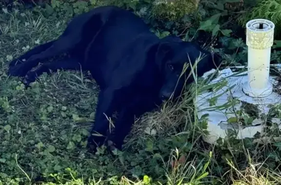 Chien trouvé , photo: Chien noir maigre trouvé à Chaltrait, Grand Est