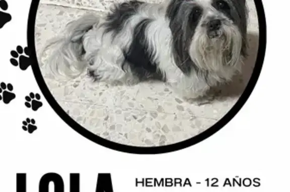 Perro Shih Tzu Perdido: Hembra Blanco y Negro