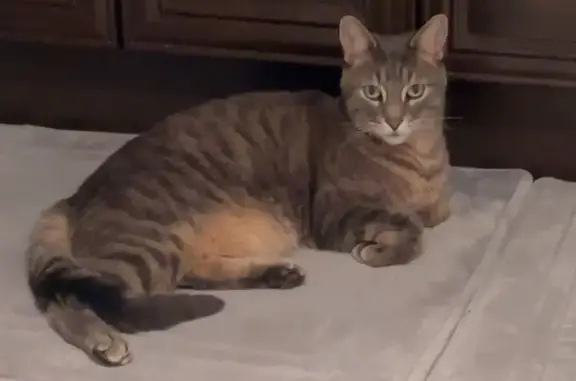 Lost Grey Tabby Prince - $100 Reward!