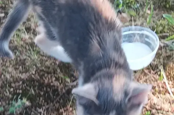 Chaton trouvé Rue des Merles, Cuisery - photo