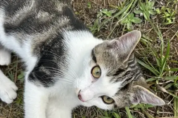 Chat trouvé au parc Lichtenberger, Anglet - photo