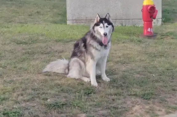 Chien Yeux Vairons Trouvé à Mondeville - photo
