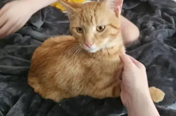 Friendly Orange Cat Found on Lyman Ave, Toledo