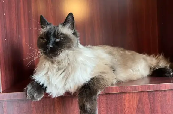 Missing cat , photo: Missing: Docile 14-Year-Old Siamese Cat