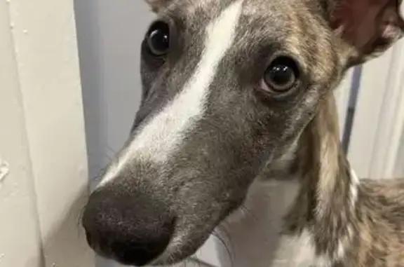 Chien perdu Montbrison, photo : Whippet bringé perdu à Montbrison