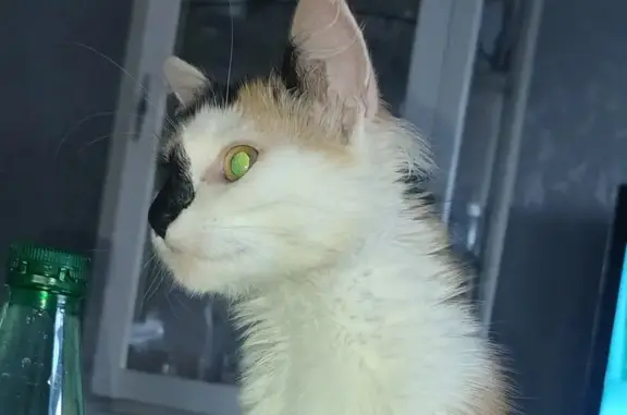 Chatte trouvée impasse Jean Weyland - photo