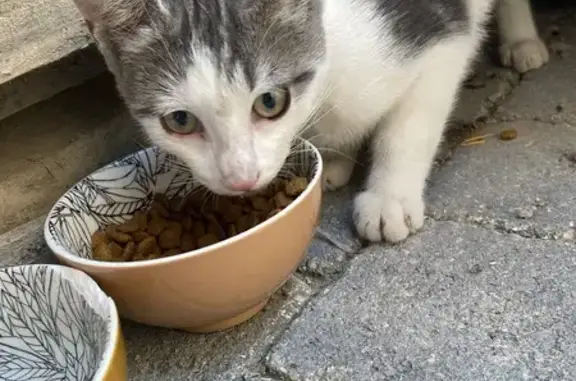 Chaton femelle sociable trouvé rue St-Martin - photo