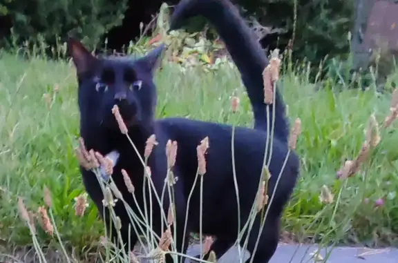 Chat mâle câlin trouvé, Allée des Peupliers - photo