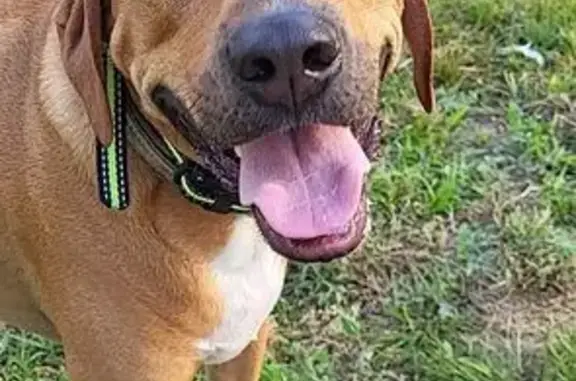 Lost Dog: Brutus, Red with White Markings