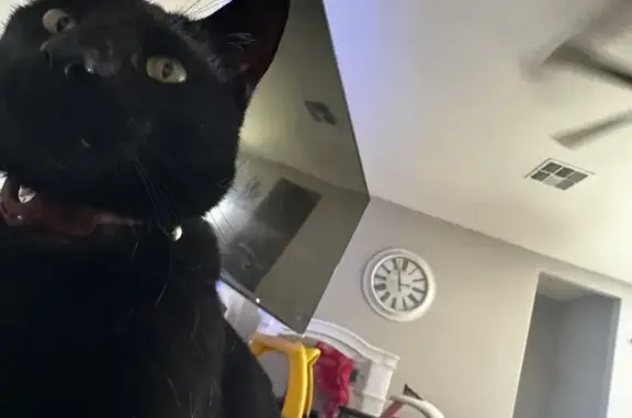 Lost Black Cat - Green Eyes, S. Caesar Dr.