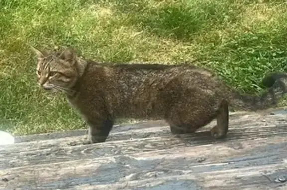 Chat tigré trouvé Route de la Meinau 56 - photo