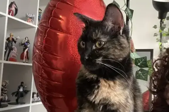 Chat trouvé Osny, photo: Chat trouvé : Brioche, 10 mois, pucée, Osny