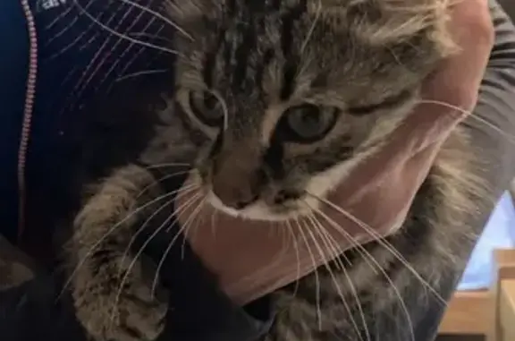 Chat blessé trouvé à Barèges - photo