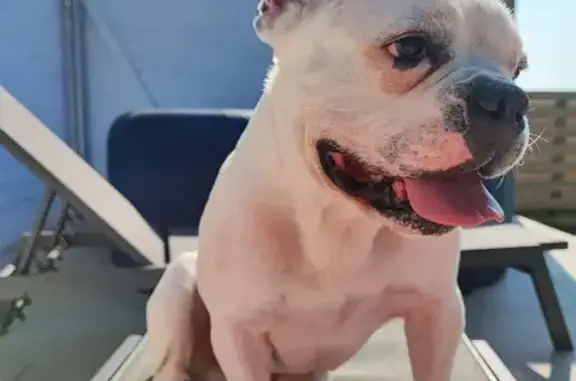 Chien perdu La Penne-sur-Huveaune, photo : Chien Bouledogue blanc disparu, 5 ans, castré