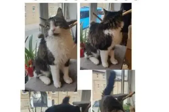 Lost Norwegian Forest Cat - Saint Agnes Place