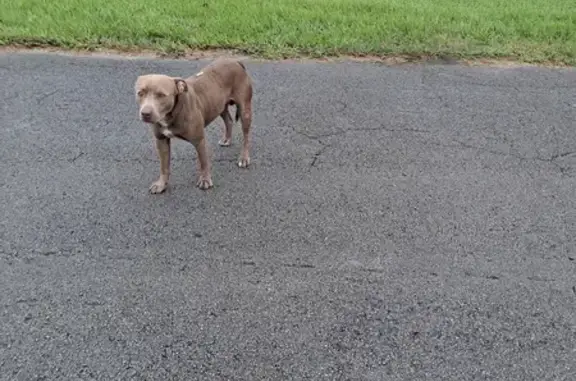 Rescue Needed: Timid Silver Dog in Homestead