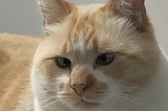 Chat perdu, Colombes, photo: Chat caramel clair et blanc perdu à Colombes
