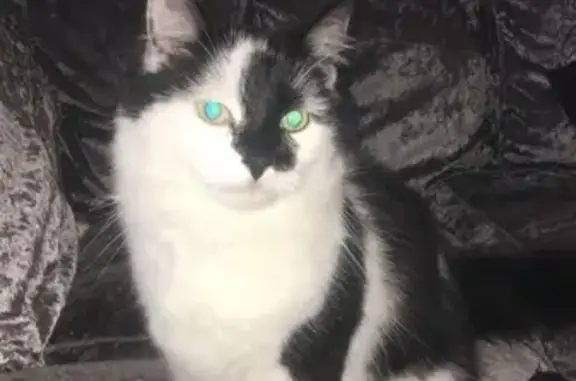 Lost 3-Legged Cat: White/Black, Burnthouse Ln